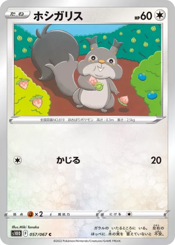 ホシガリス C